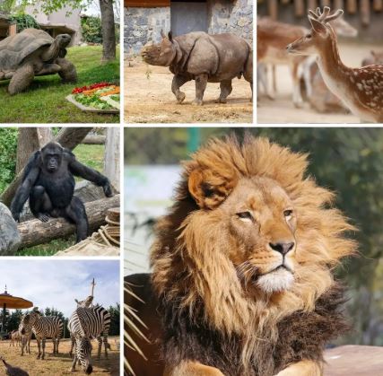 Zoo